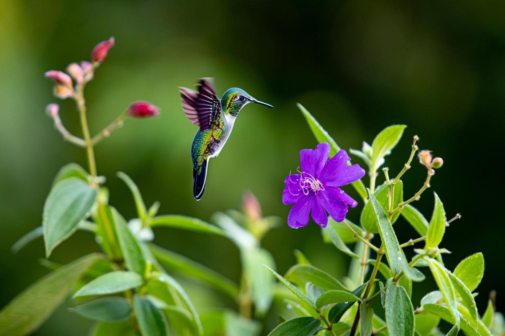 Heliconias Rainforest Lodge Bijagua Exterior foto